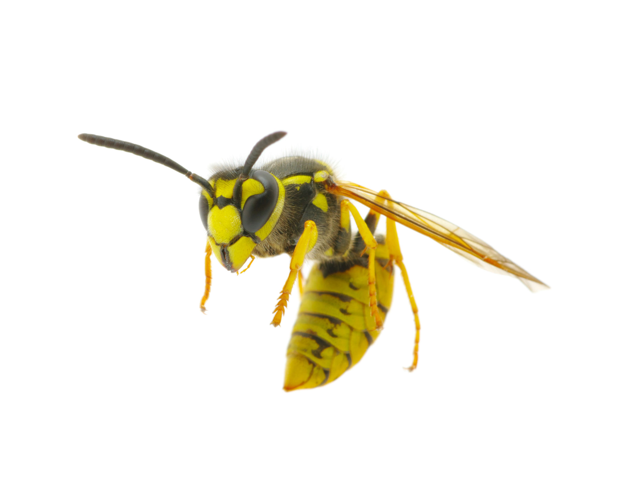 wasp removal Archives - WILDLIFE CONTROL TORONTO- AAA ...