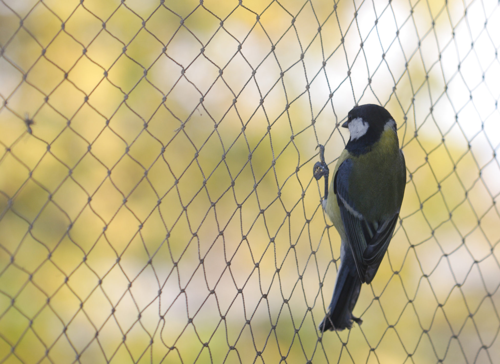 bird removal service near yonge st ontario