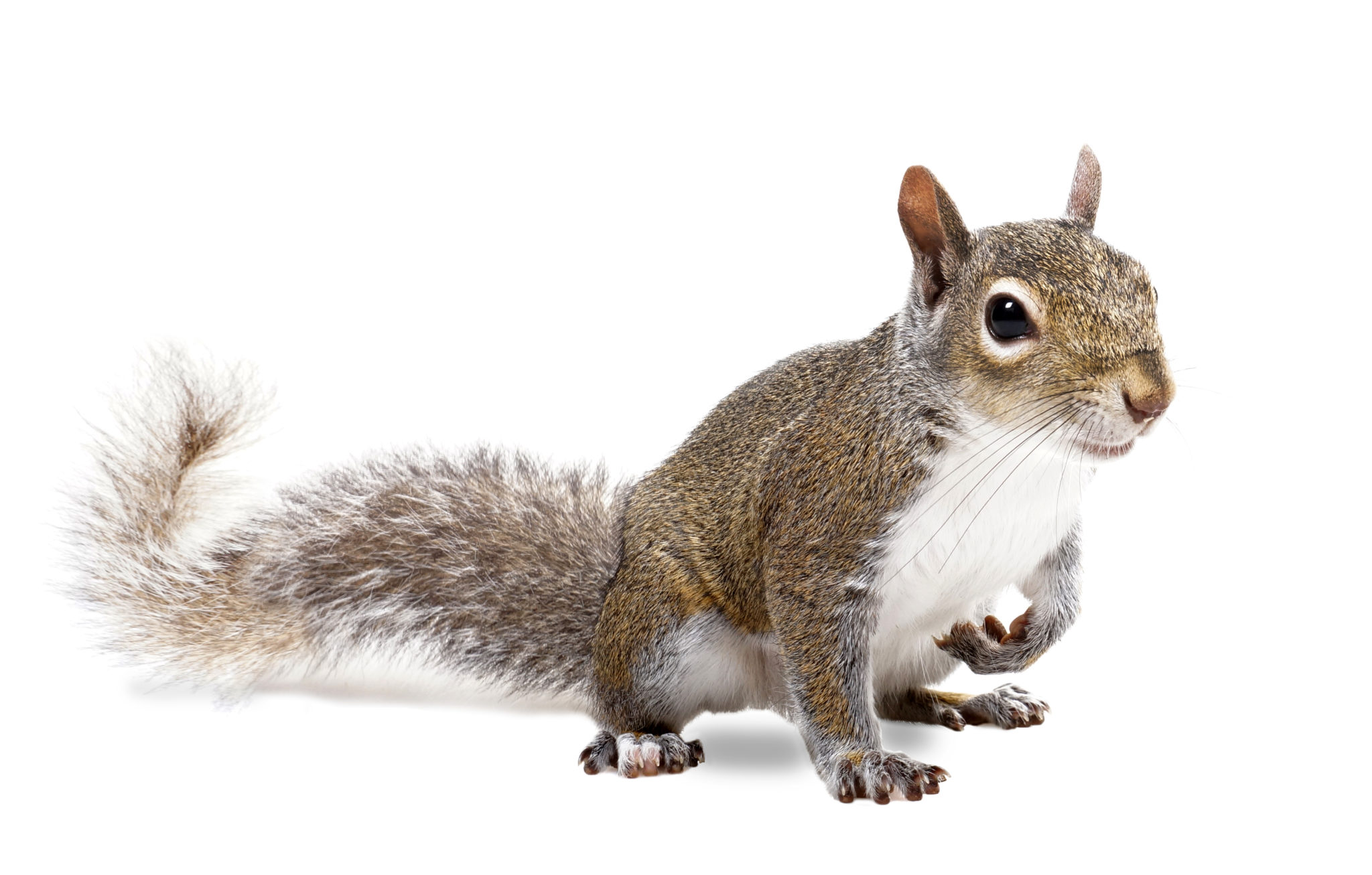 squirrel removal - wild animal control toronto
