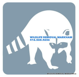 Raccoon Removal Markham - Wildlife Control Services in Markham