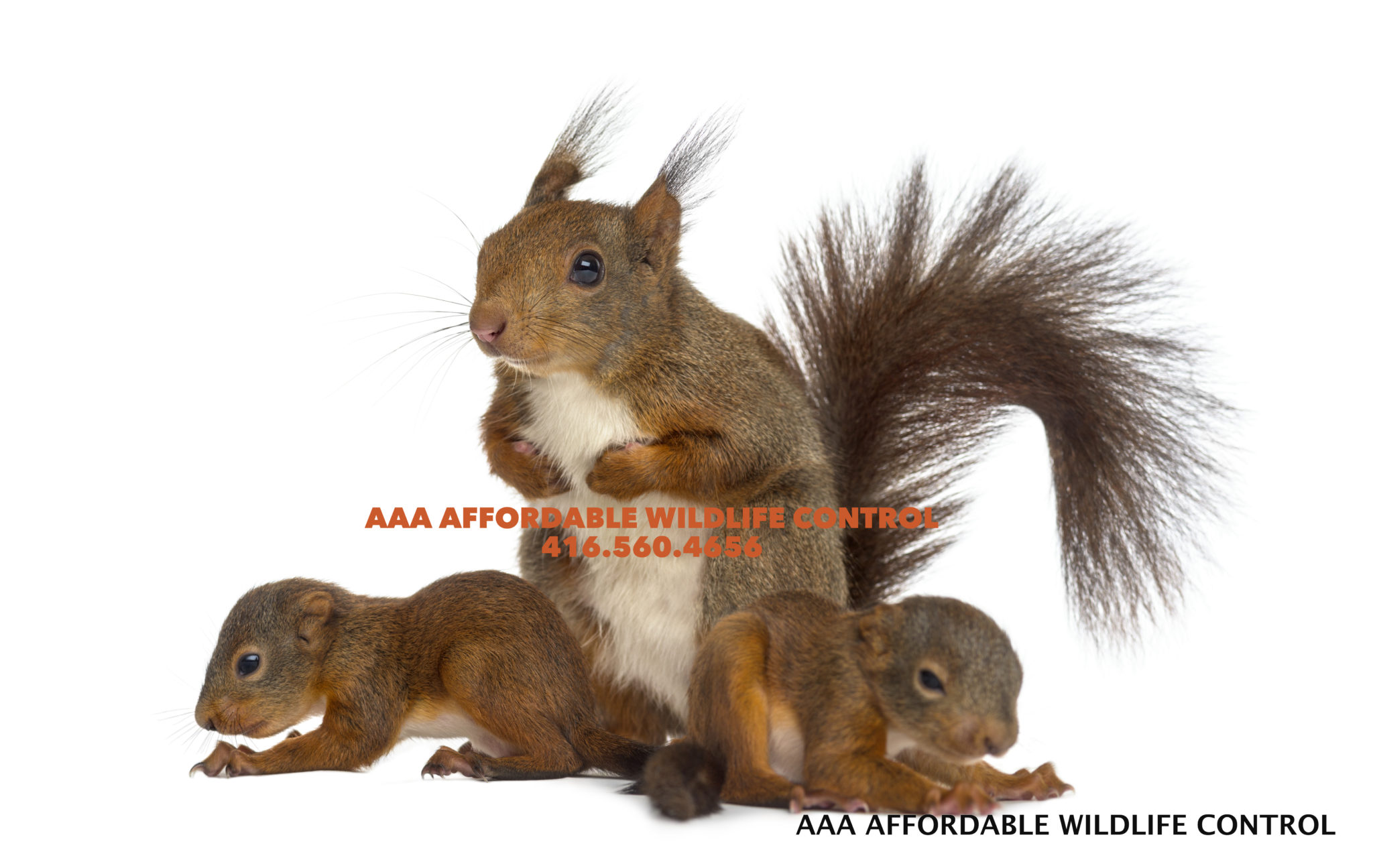 baby squirrels
