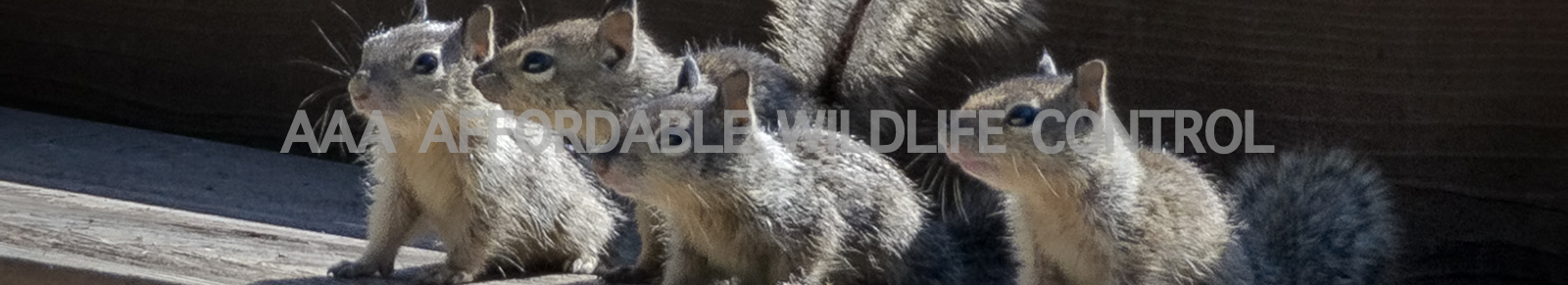 Squirrel, Skunk, Raccoon Removal Scarborough, Wildlife Removal Scarborough