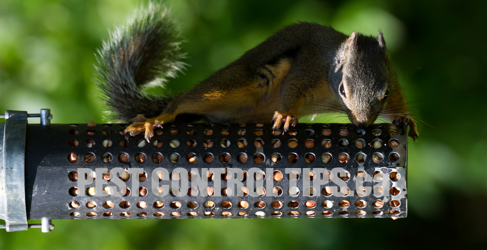 Squirrel Removal Tips - Squirrel Control Toronto