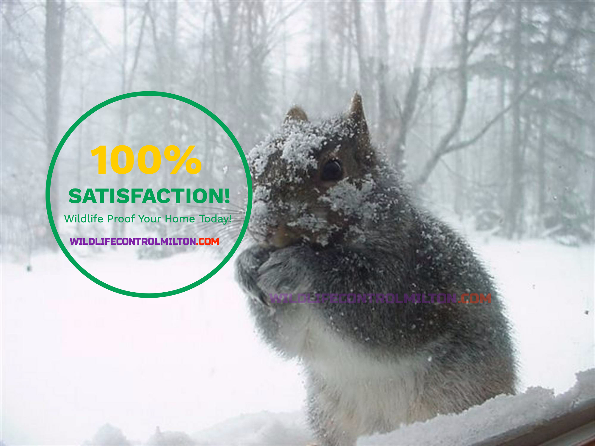 Wildlife Control Milton, Wildlife Removal Milton, Raccoon Removal Milton, Squirrel Removal Milton