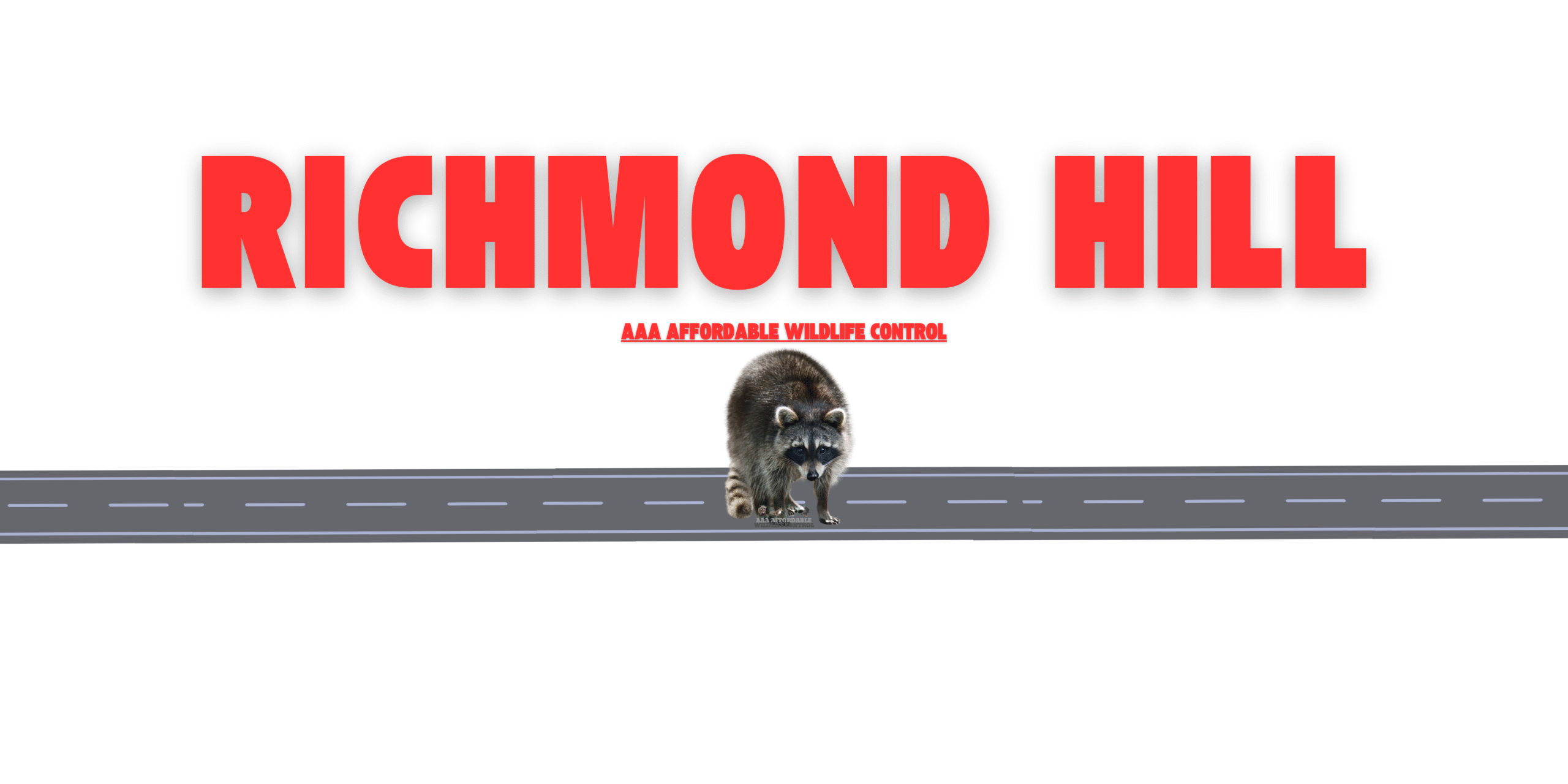 Raccoon Removal in Richmond Hill