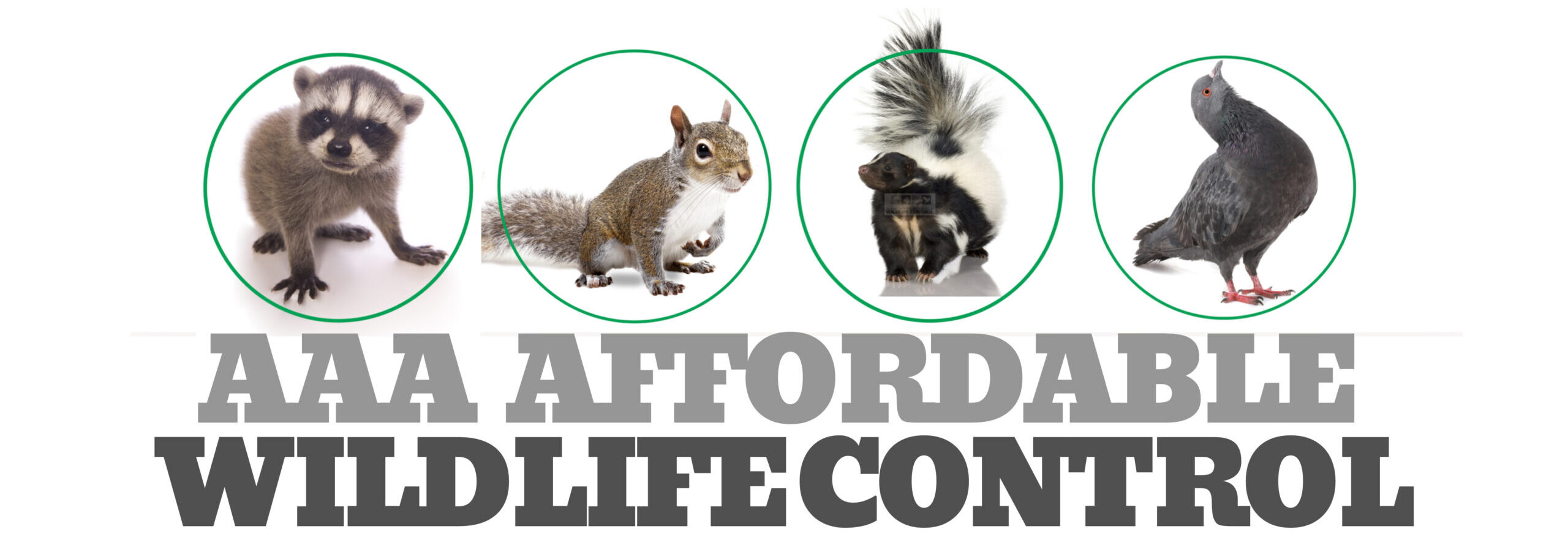 AAA Affordable Wildlife Control logo, Reviews Raccoon Removal Toronto Squirrel Removal Toronto Reviews
