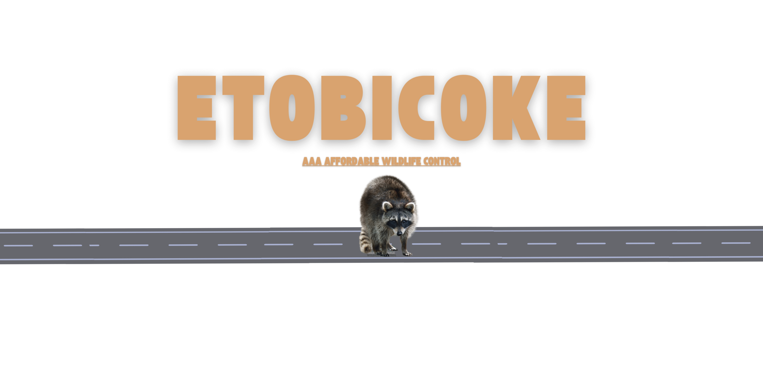 Raccoon Removal Etobicoke