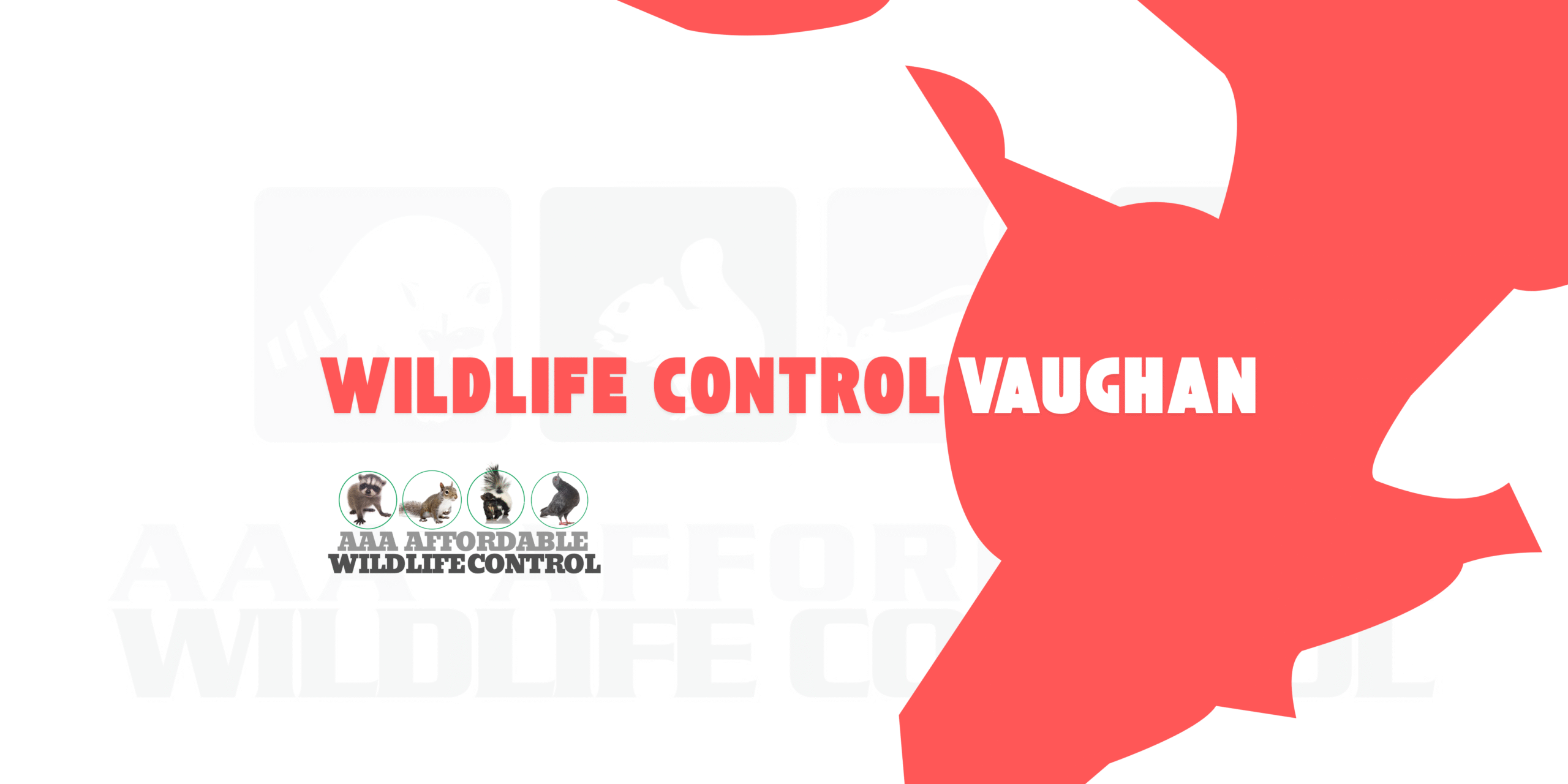 Wildlife Control Vaughan, Affordable Wildlife Removal Near Vaughan