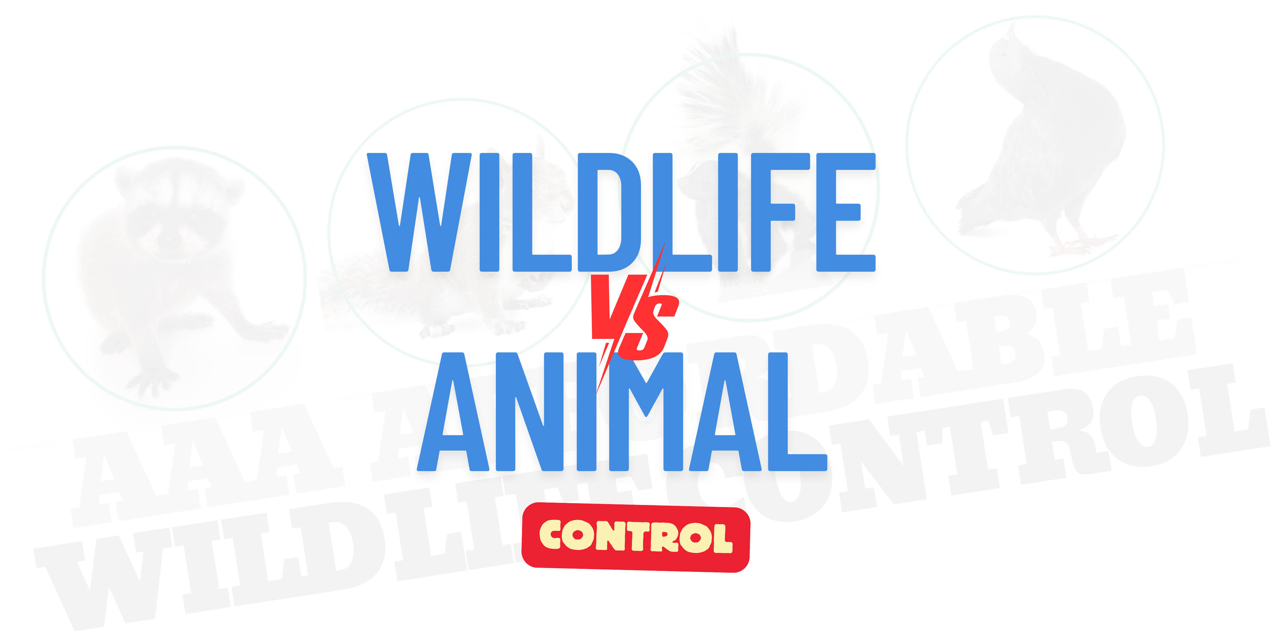 Animal Control Toronto vs Wildlife Control Companies