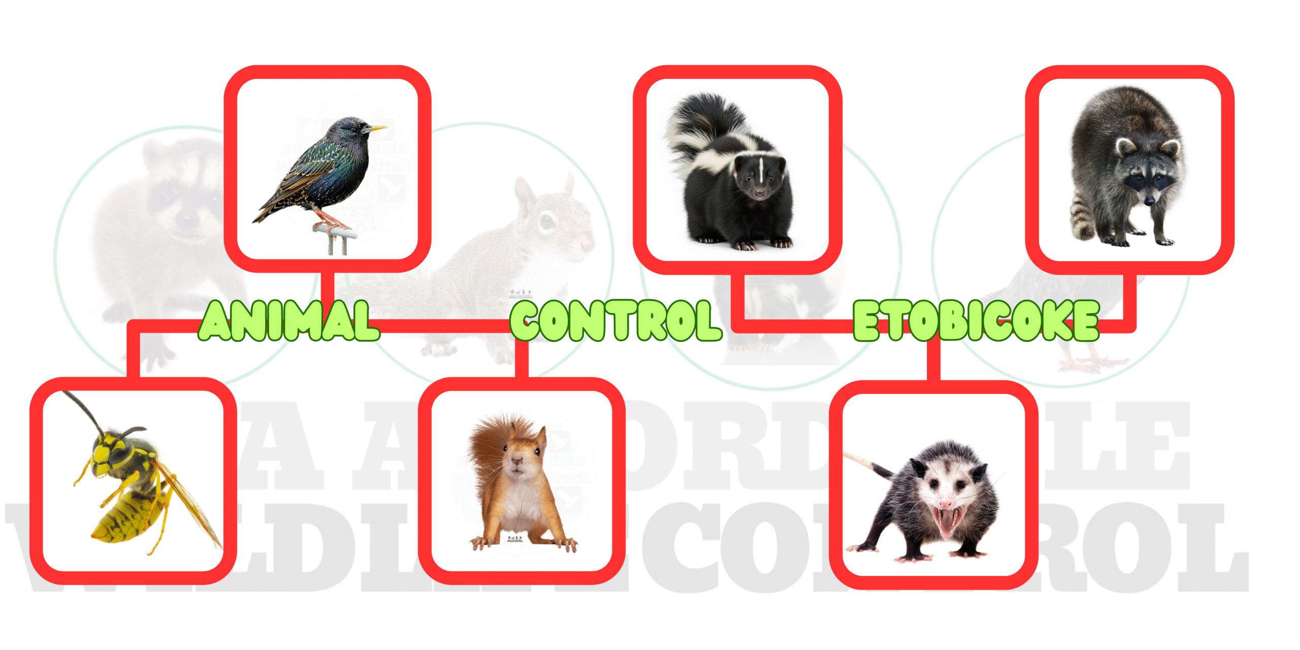 Animal Control Etobicoke, AAA Affordable Wildlife Control