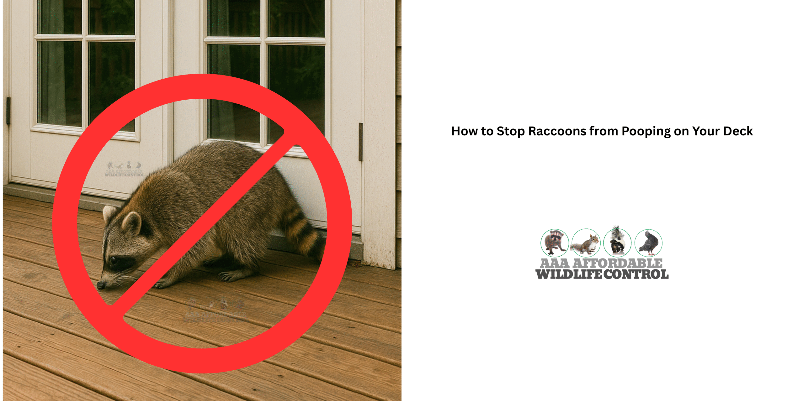 How to Stop Raccoons from Pooping on Your Deck