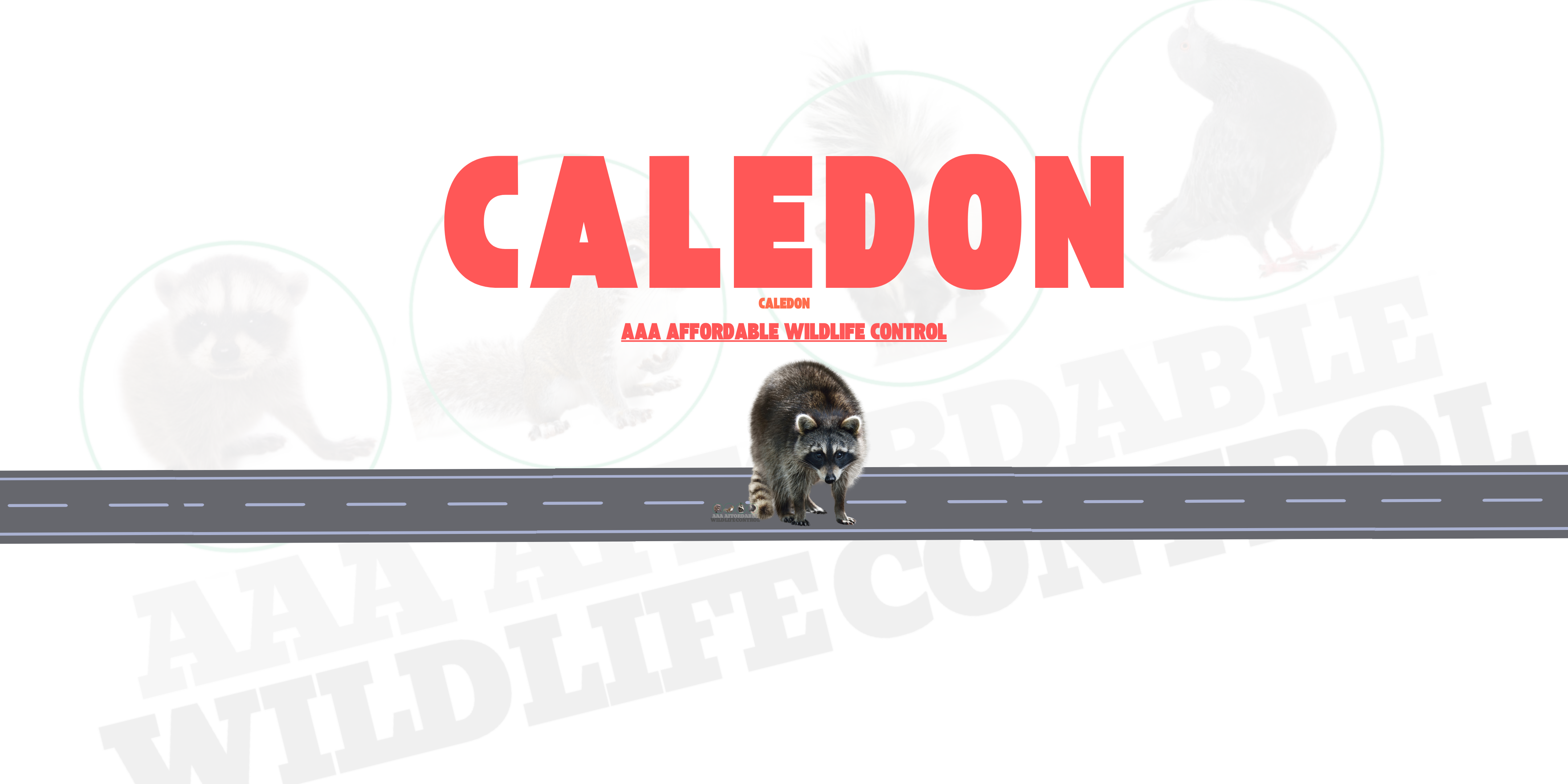 Raccoon Removal Caledon, AAA Affordable Wildlife Control