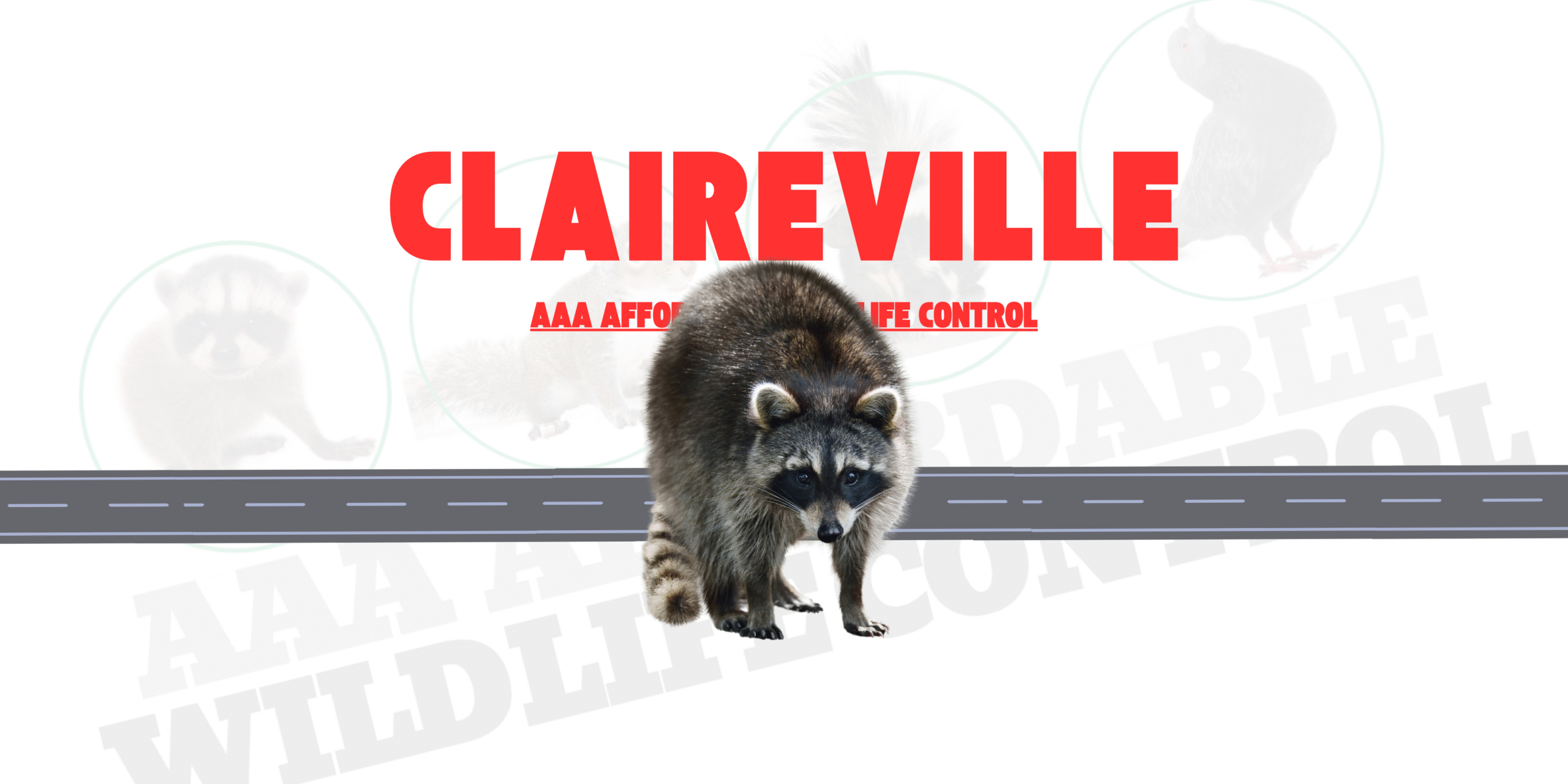 Raccoon Removal Claireville, AAA Affordable Wildlife Control
