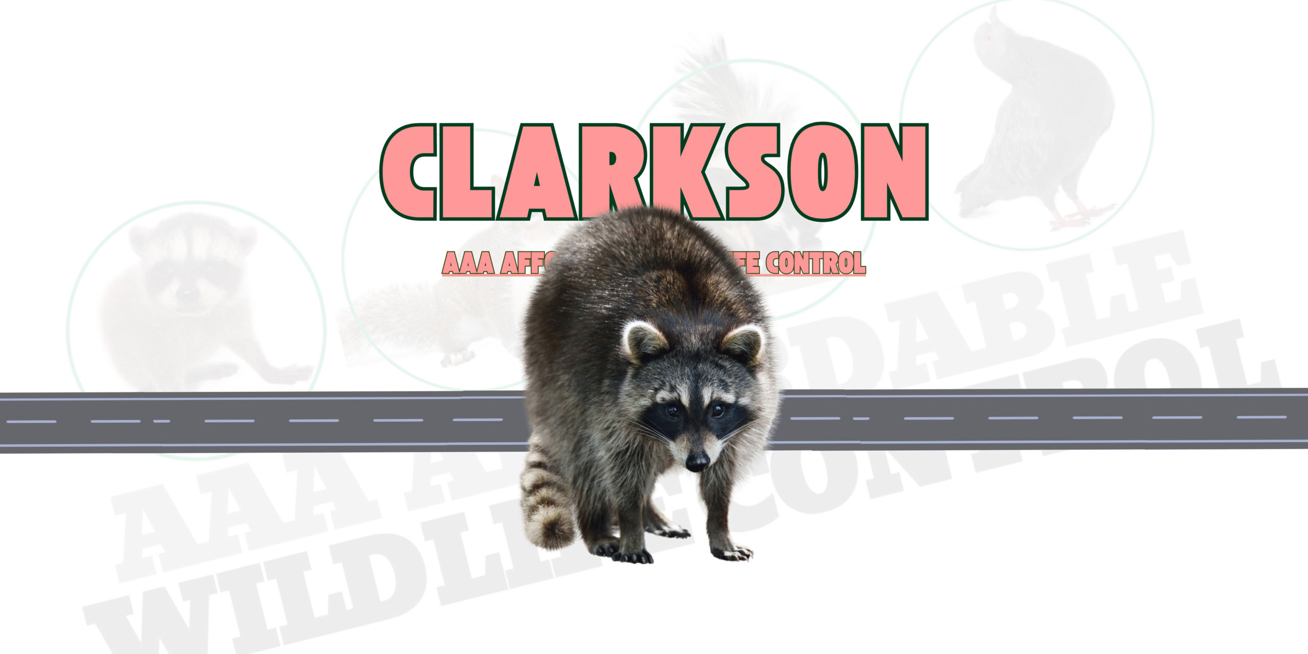 Raccoon Removal Clarkson Mississauga, AAA Affordable Wildlife Control