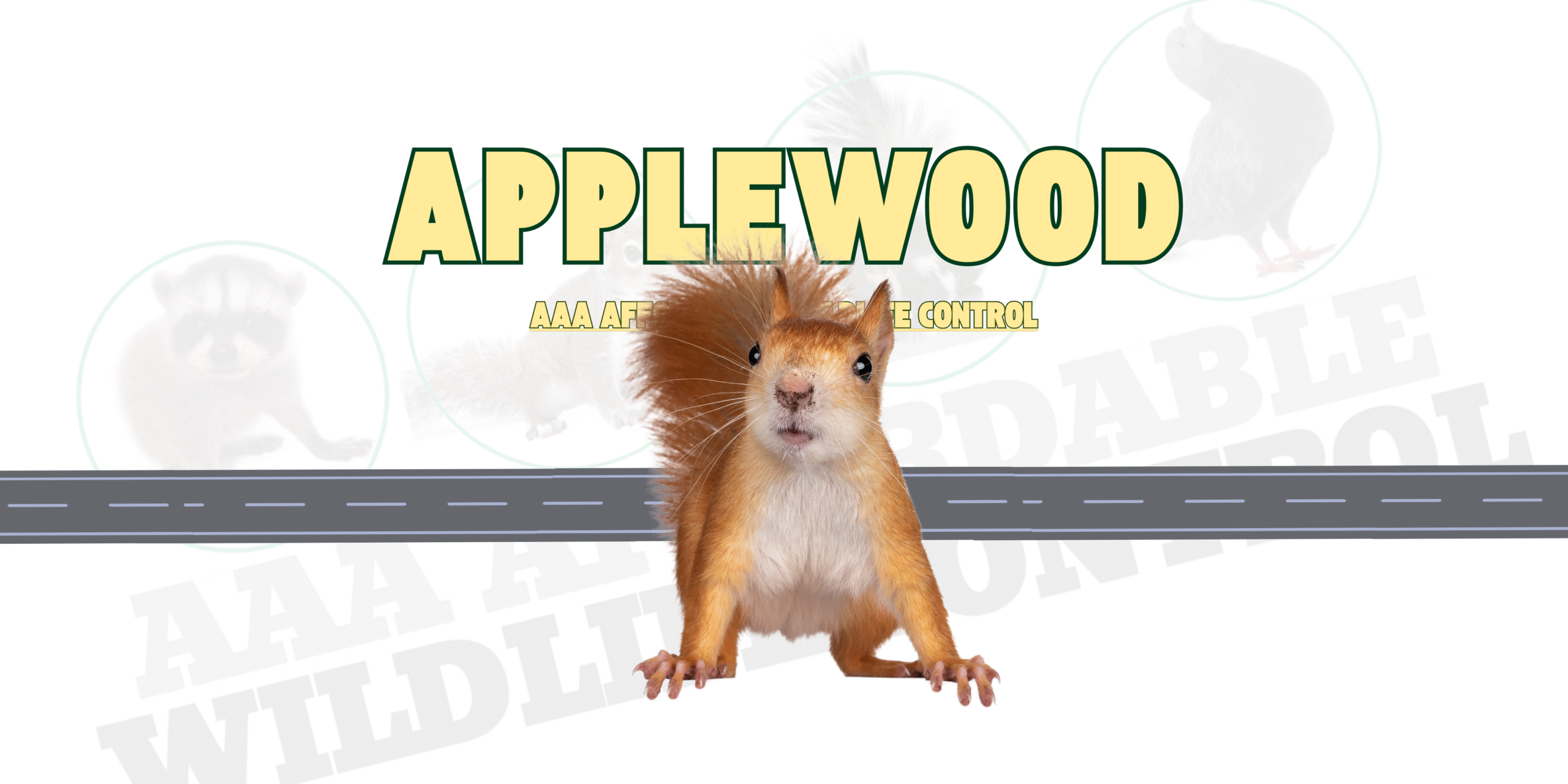 Squirrel Removal Applewood, AAA Affordable Wildlife Control