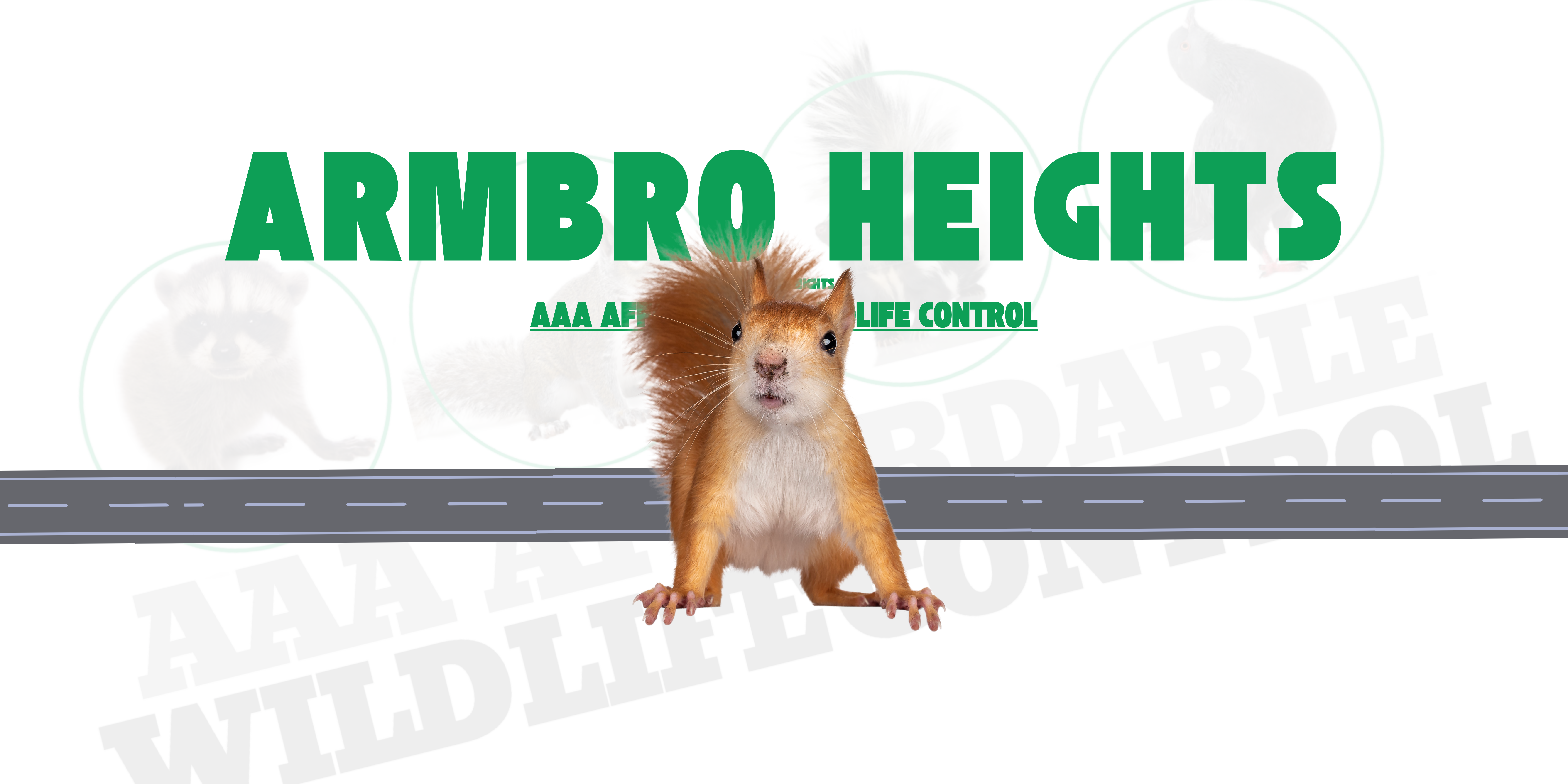 Squirrel Removal Armbro Heights Brampton, AAA Affordable Wildlife Control