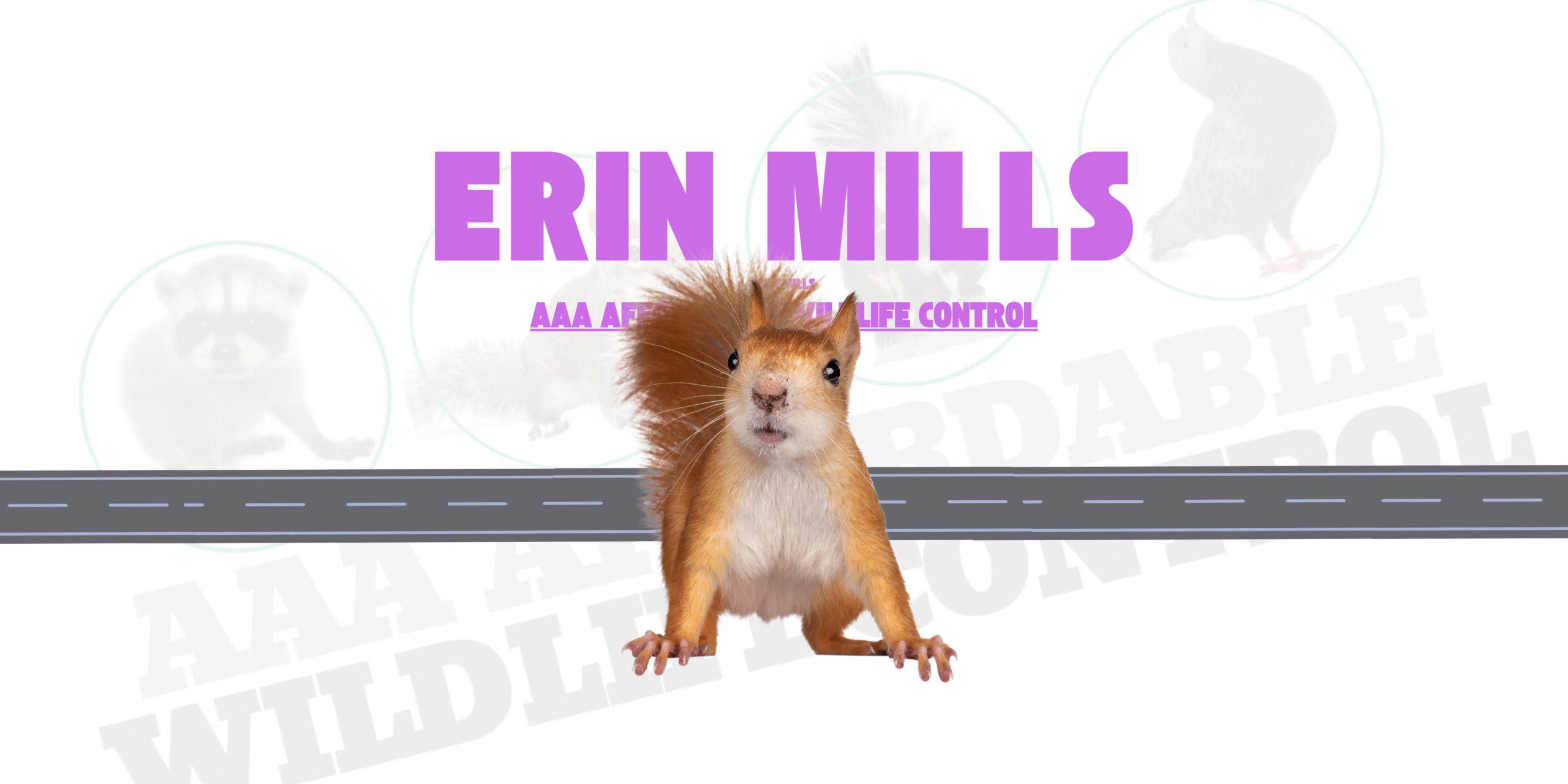 Squirrel Removal Erin Mills, AAA Affordable Wildlife Control