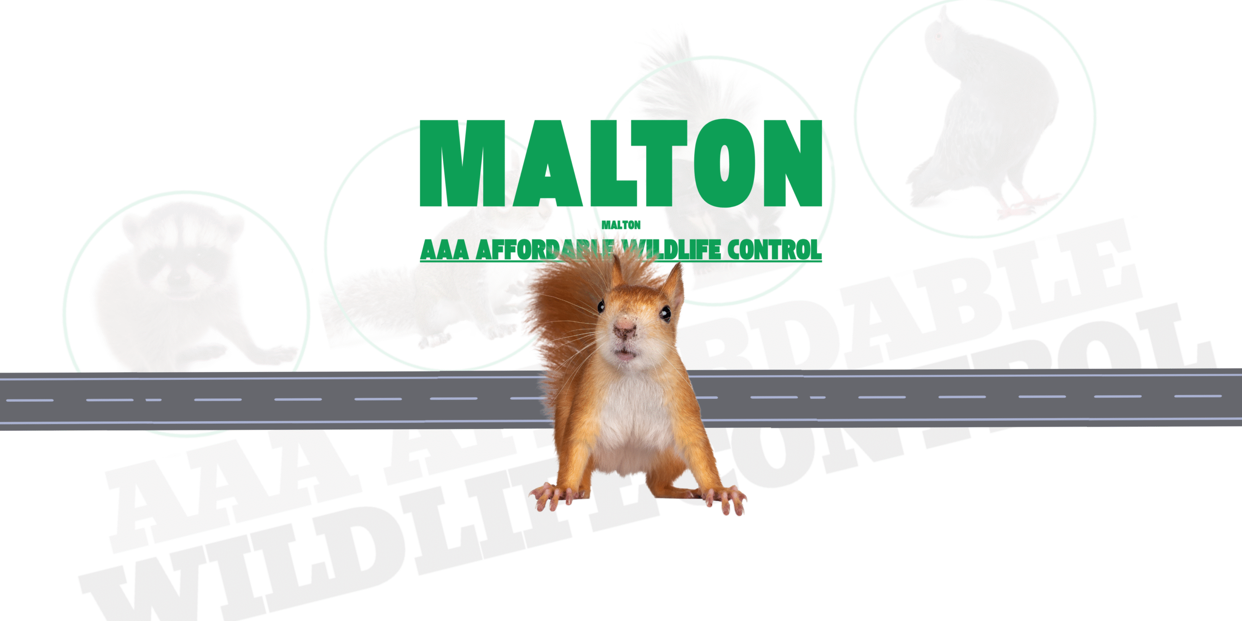 Squirrel Removal Malton, AAA Affordable Wildlife Control