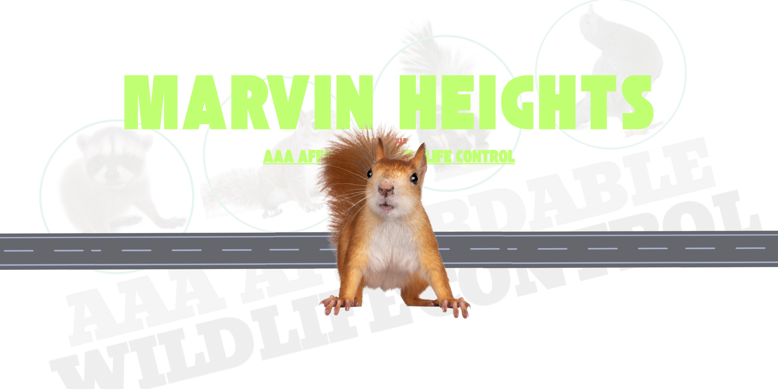 Squirrel Removal Marvin Heights Mississauga, AAA Affordable Wildlife Control