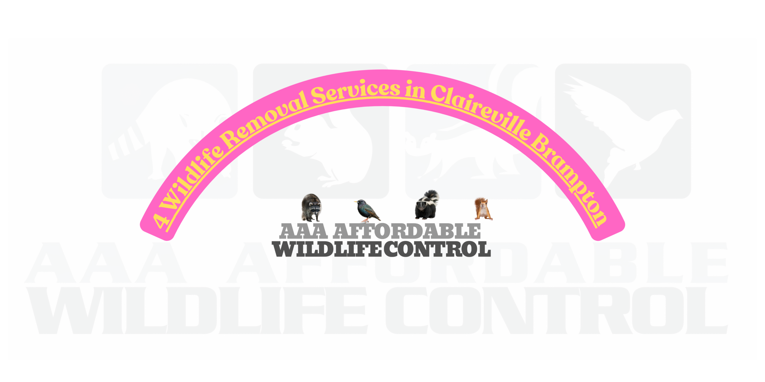 4 Wildlife Removal Services in Claireville Brampton, AAA Affordable Wildlife Control
